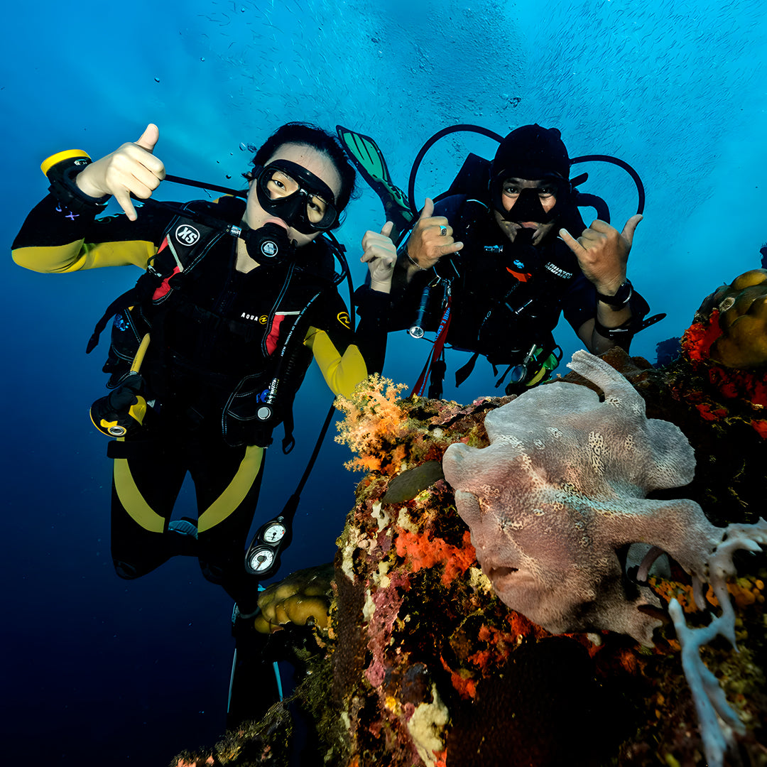 Moalboal Sardine Run Fun Dive