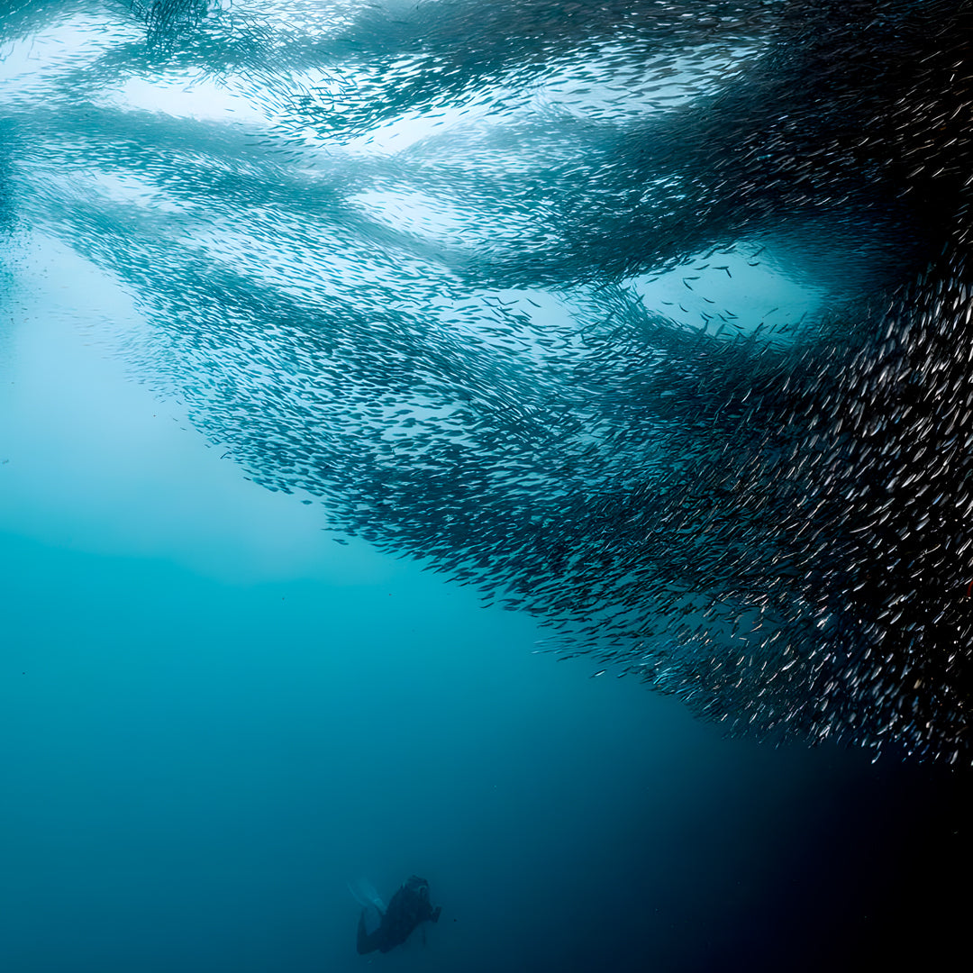 Moalboal Sardine Run Fun Dive