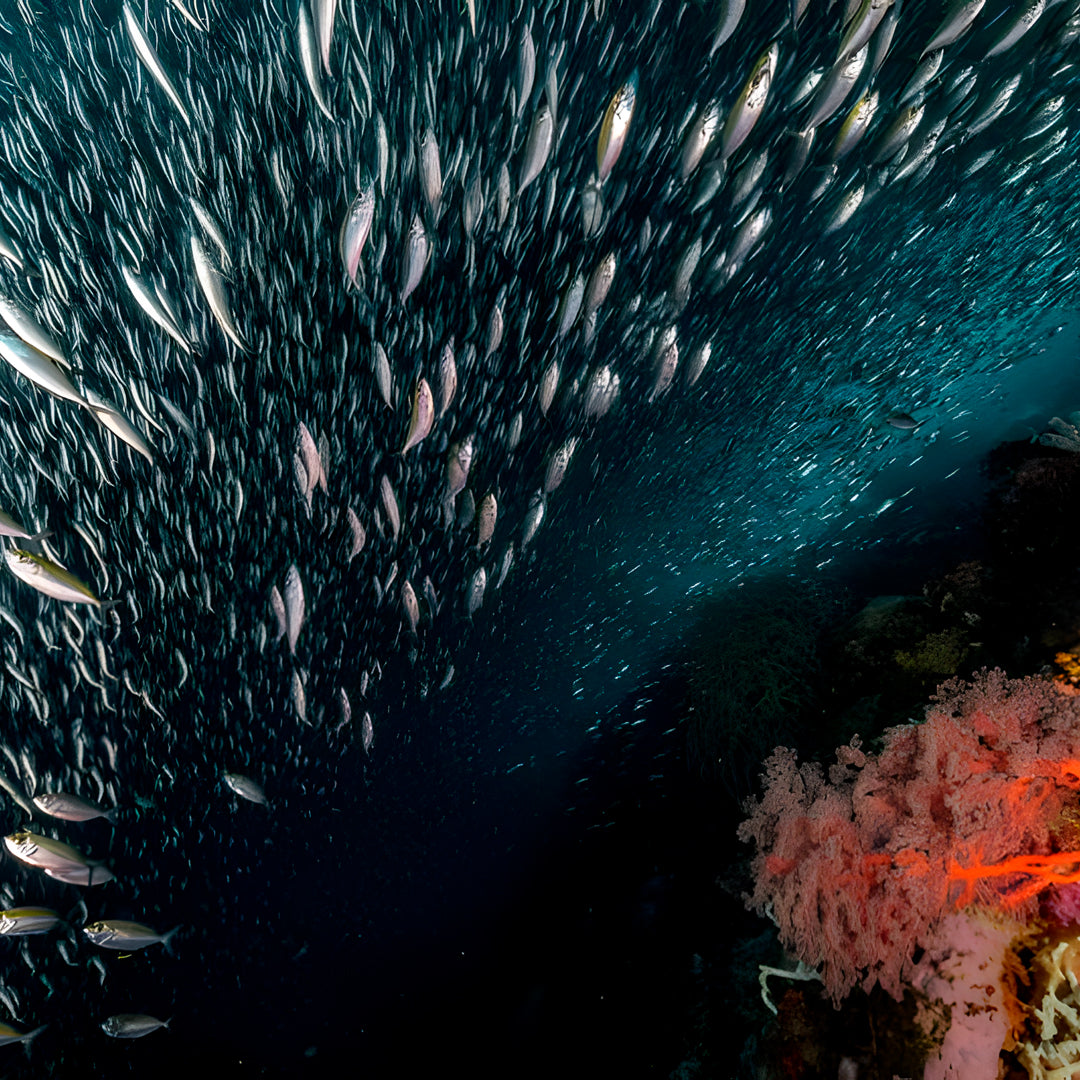 Moalboal Sardine Run Fun Dive