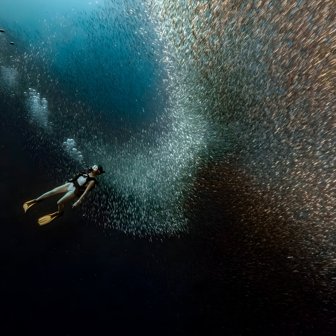 Moalboal Sardine Run Fun Dive