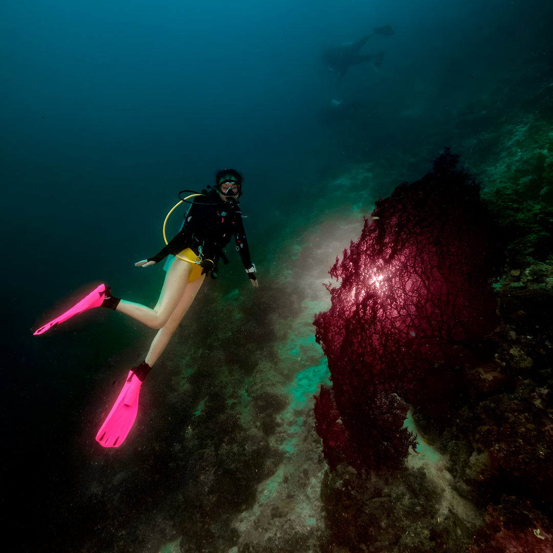 Moalboal Sardine Run Fun Dive
