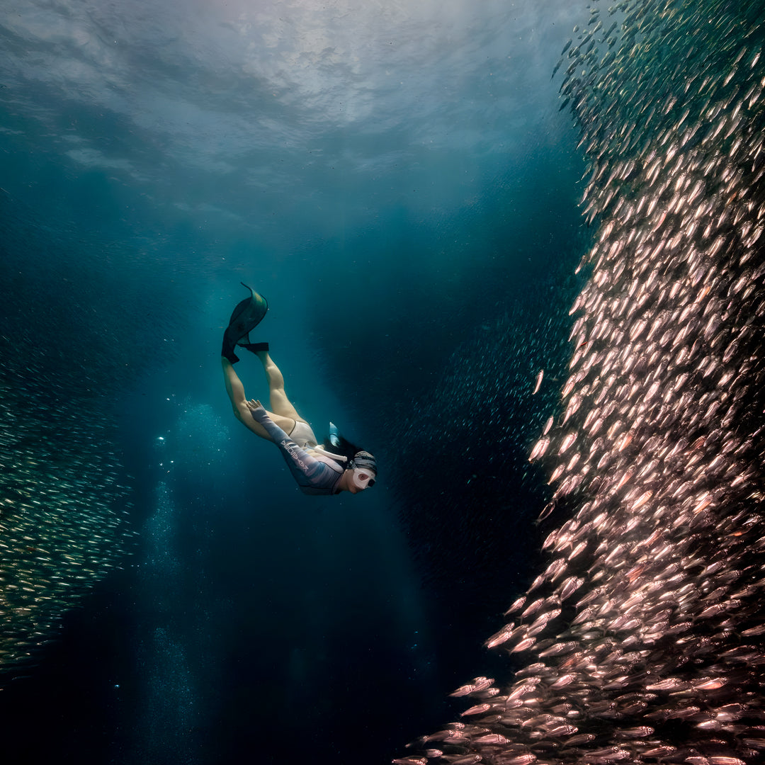 Moalboal Sardine Run Fun Dive