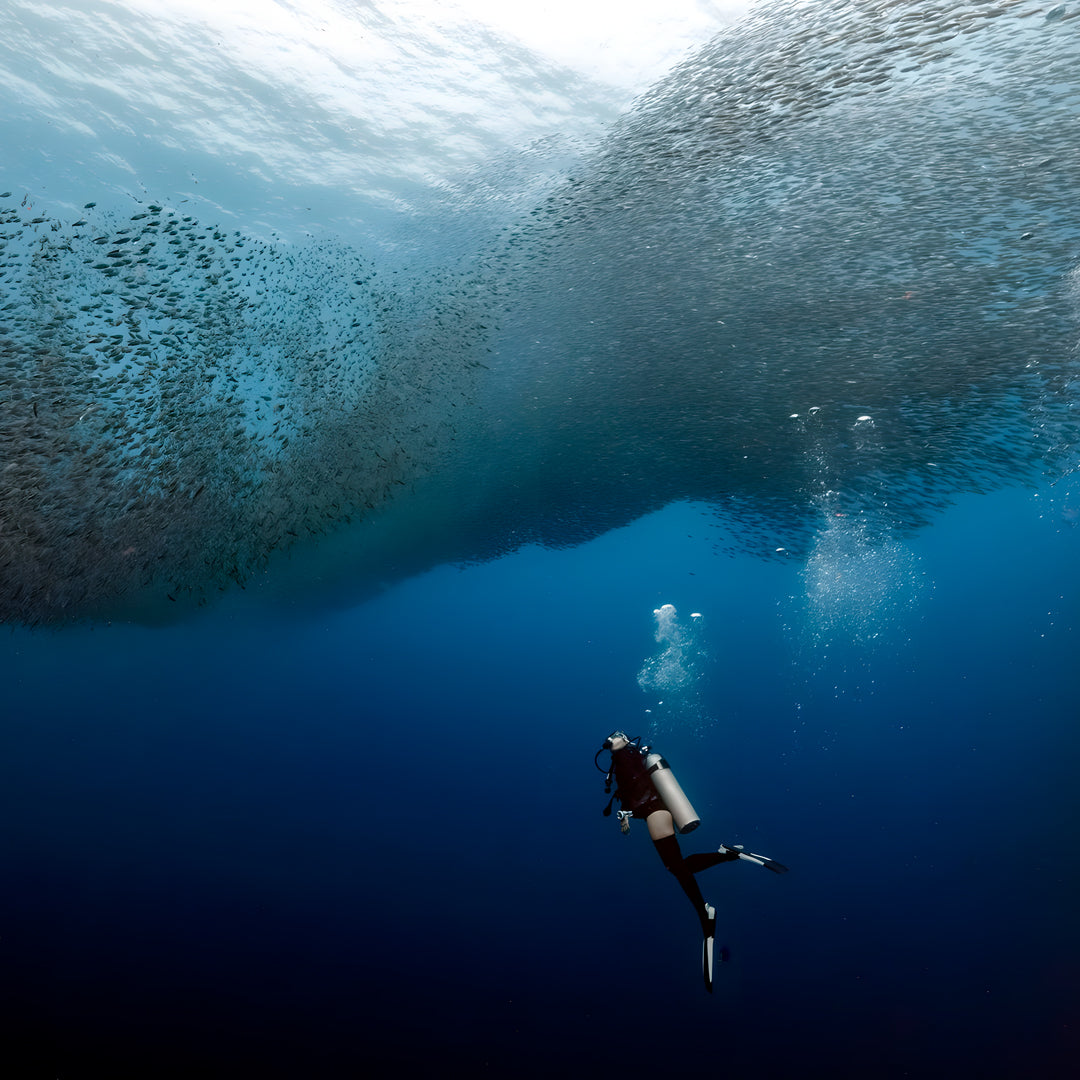 Moalboal Sardine Run Fun Dive