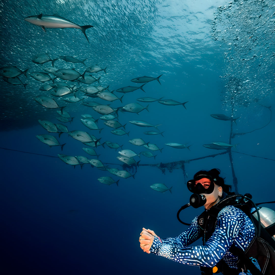 Moalboal Sardine Run Fun Dive