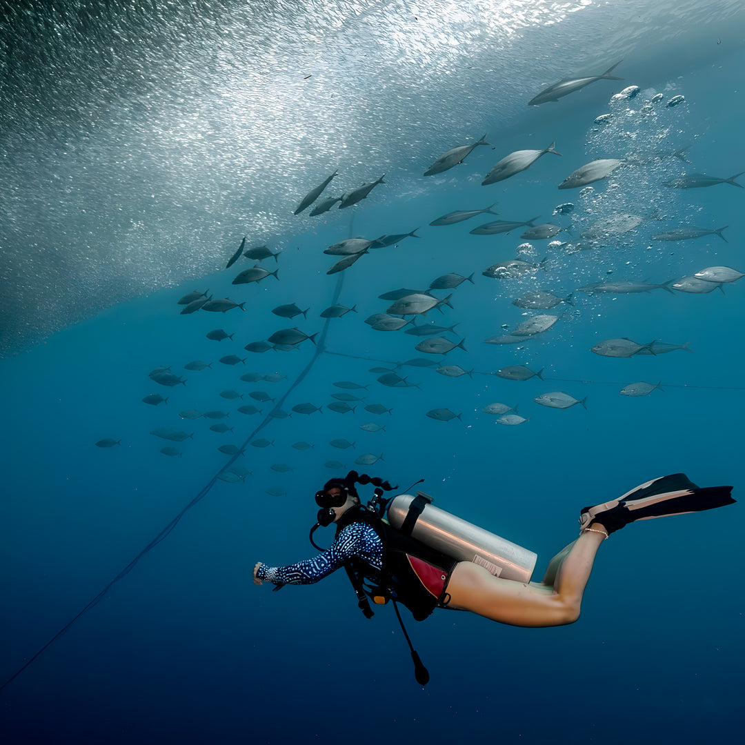 Moalboal Sardine Run Fun Dive