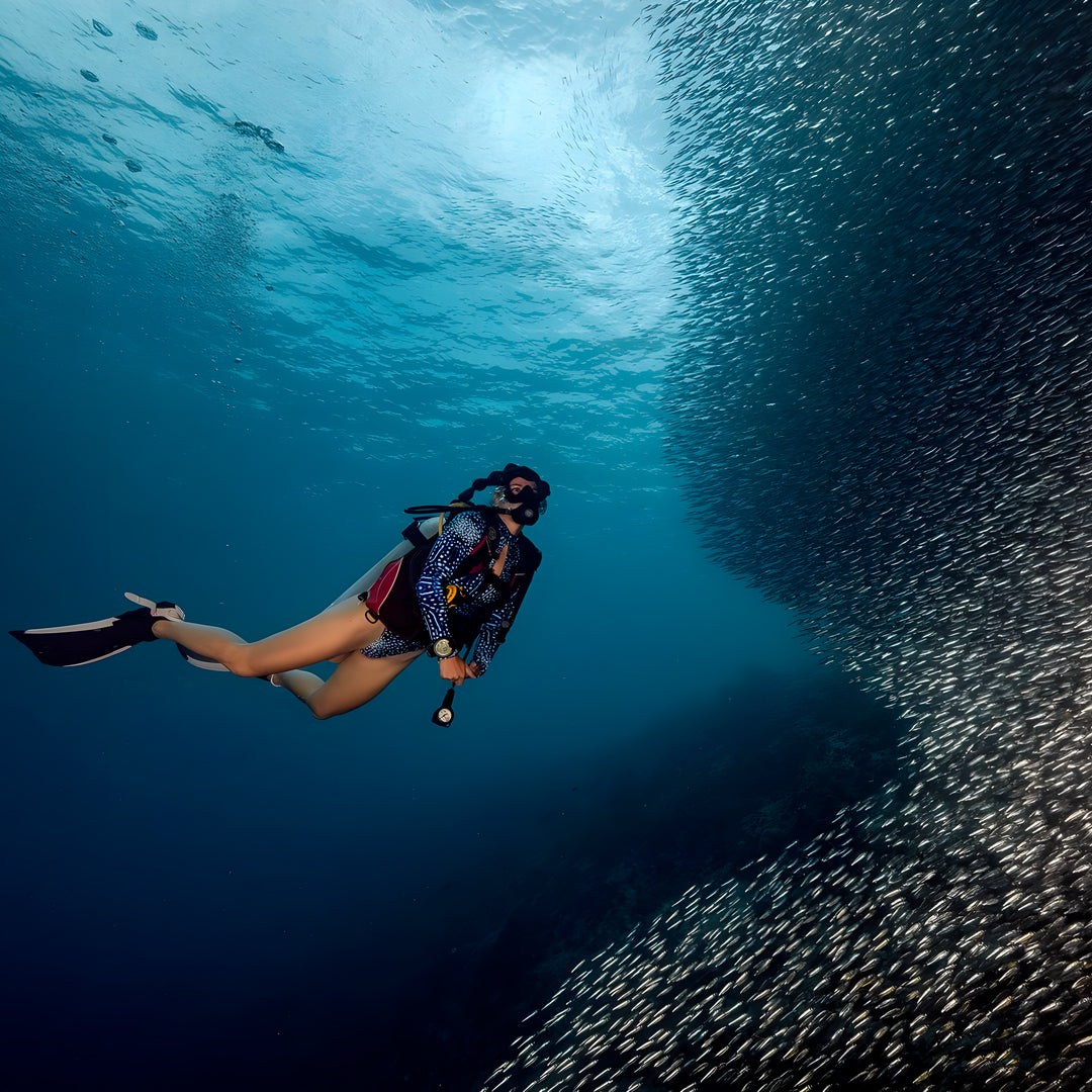 Moalboal Sardine Run Fun Dive