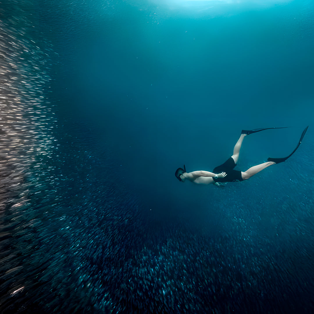 Moalboal Sardine Run Fun Dive