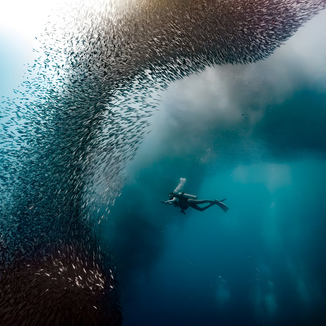 Moalboal Sardine Run Fun Dive