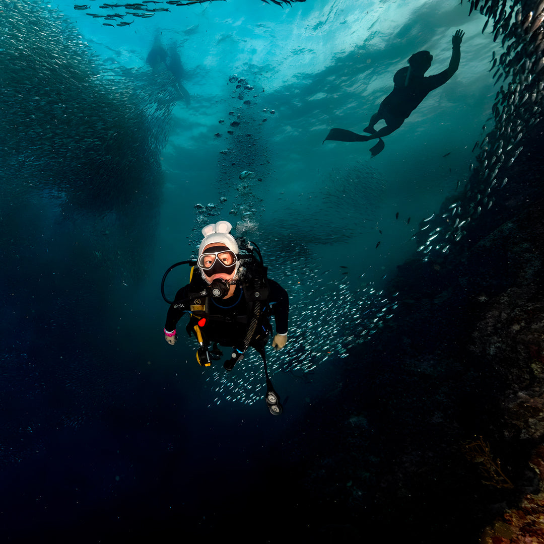 Moalboal Sardine Run Fun Dive