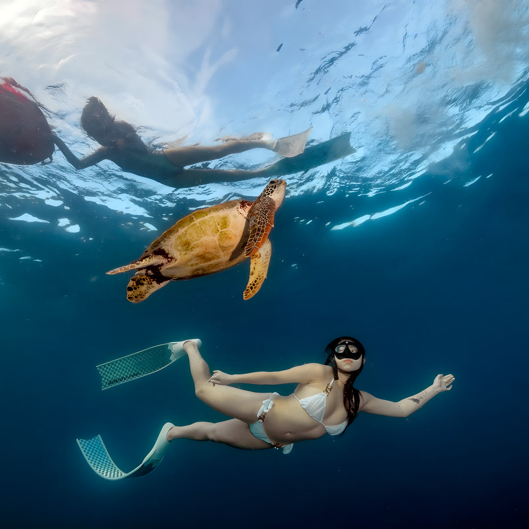 Moalboal Sardine Run Fun Dive