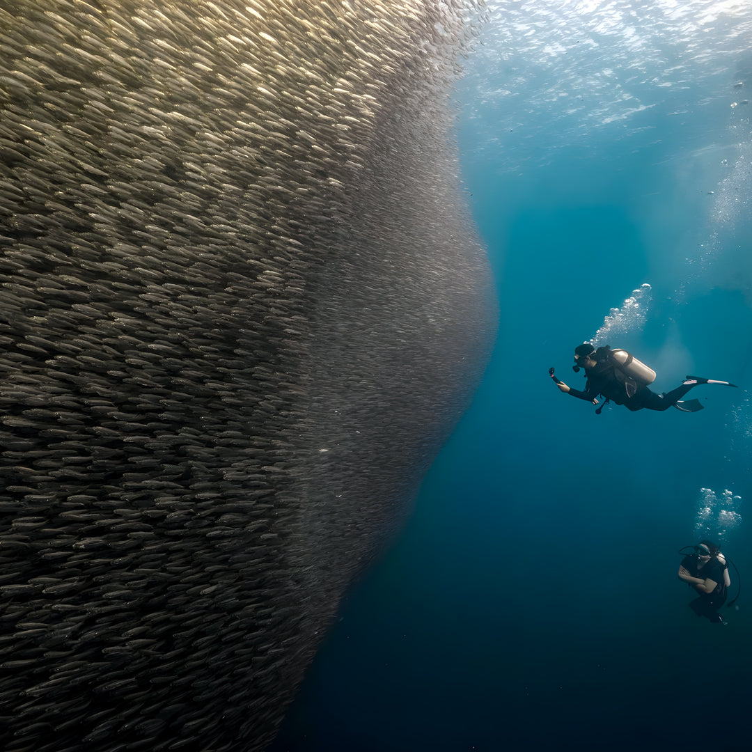 Moalboal Sardine Run Fun Dive