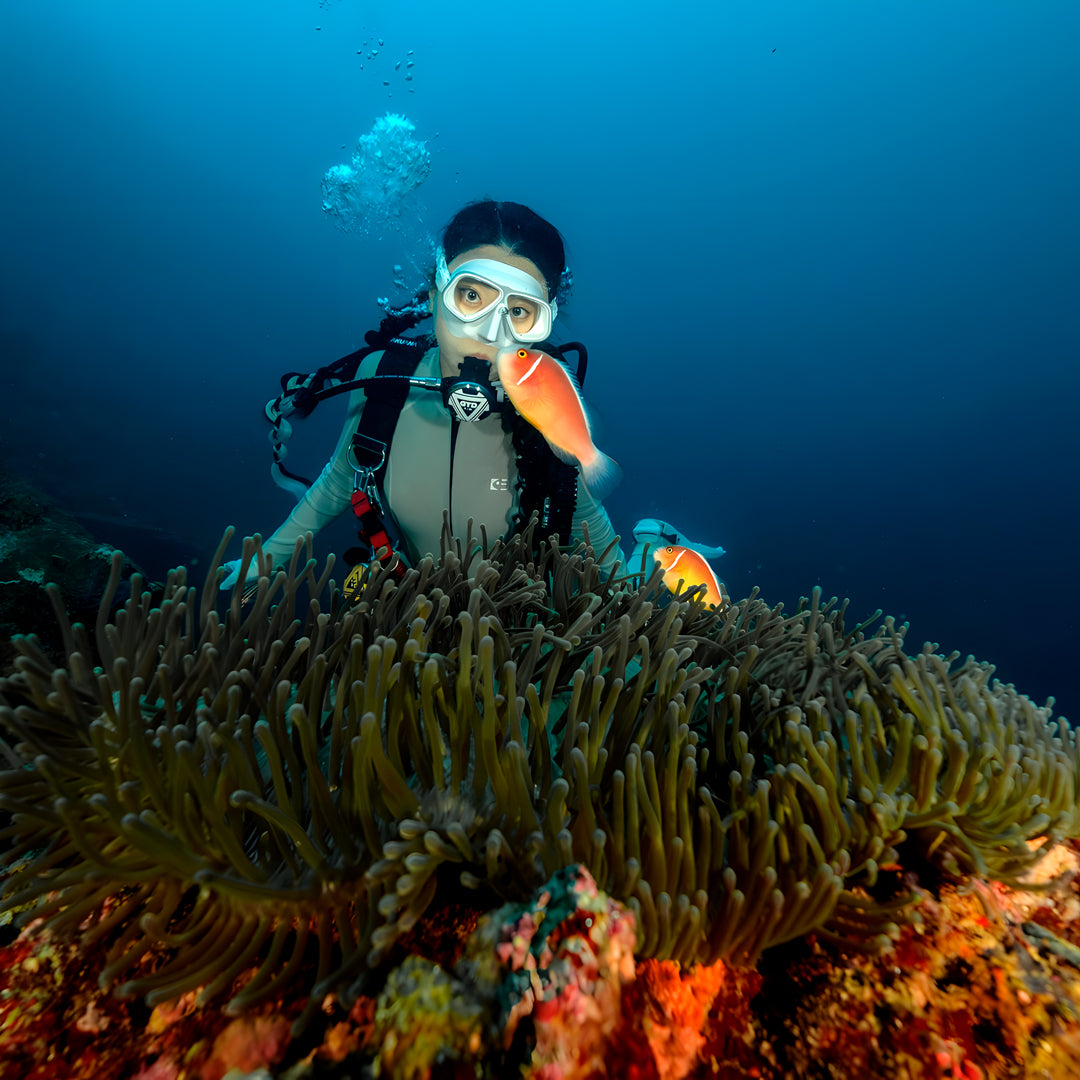 Moalboal Sardine Run Fun Dive