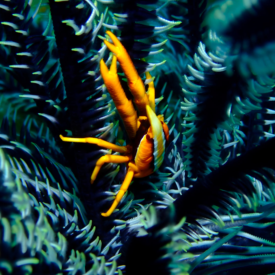 Moalboal Sardine Run Fun Dive