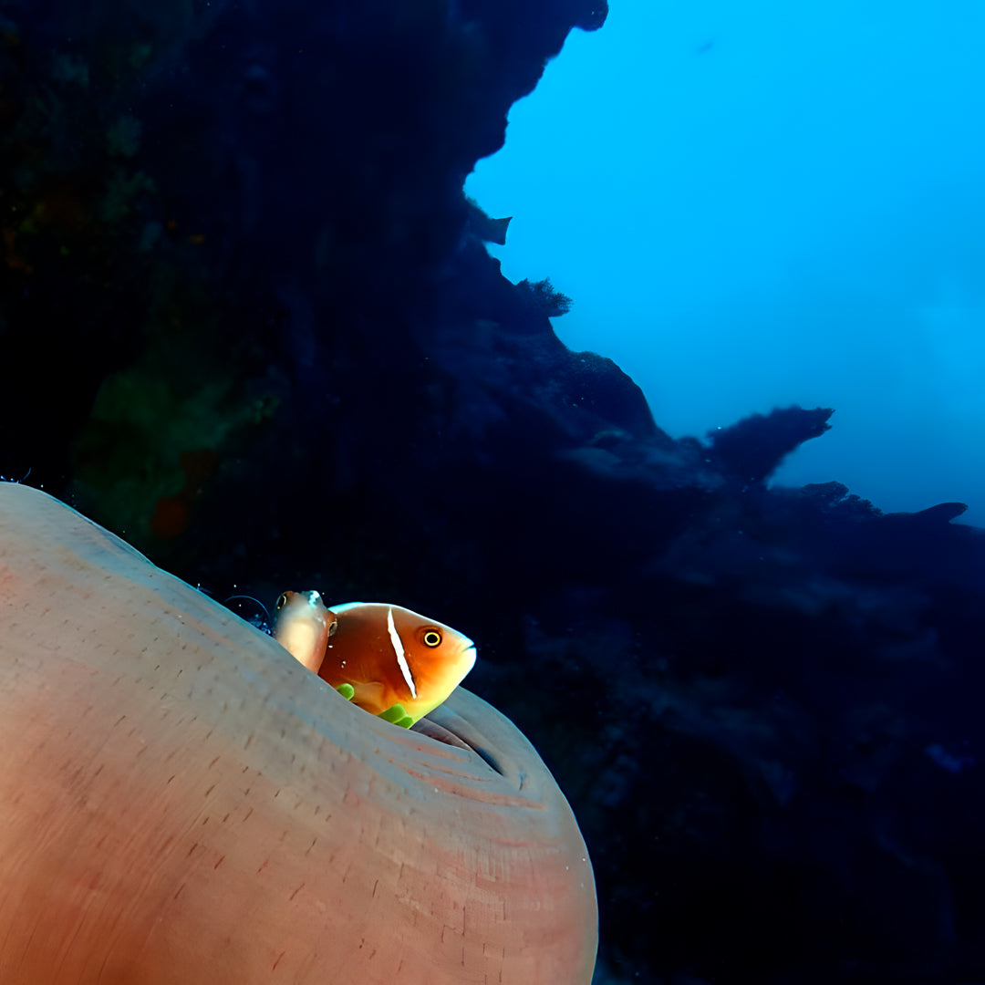 Moalboal Sardine Run Fun Dive