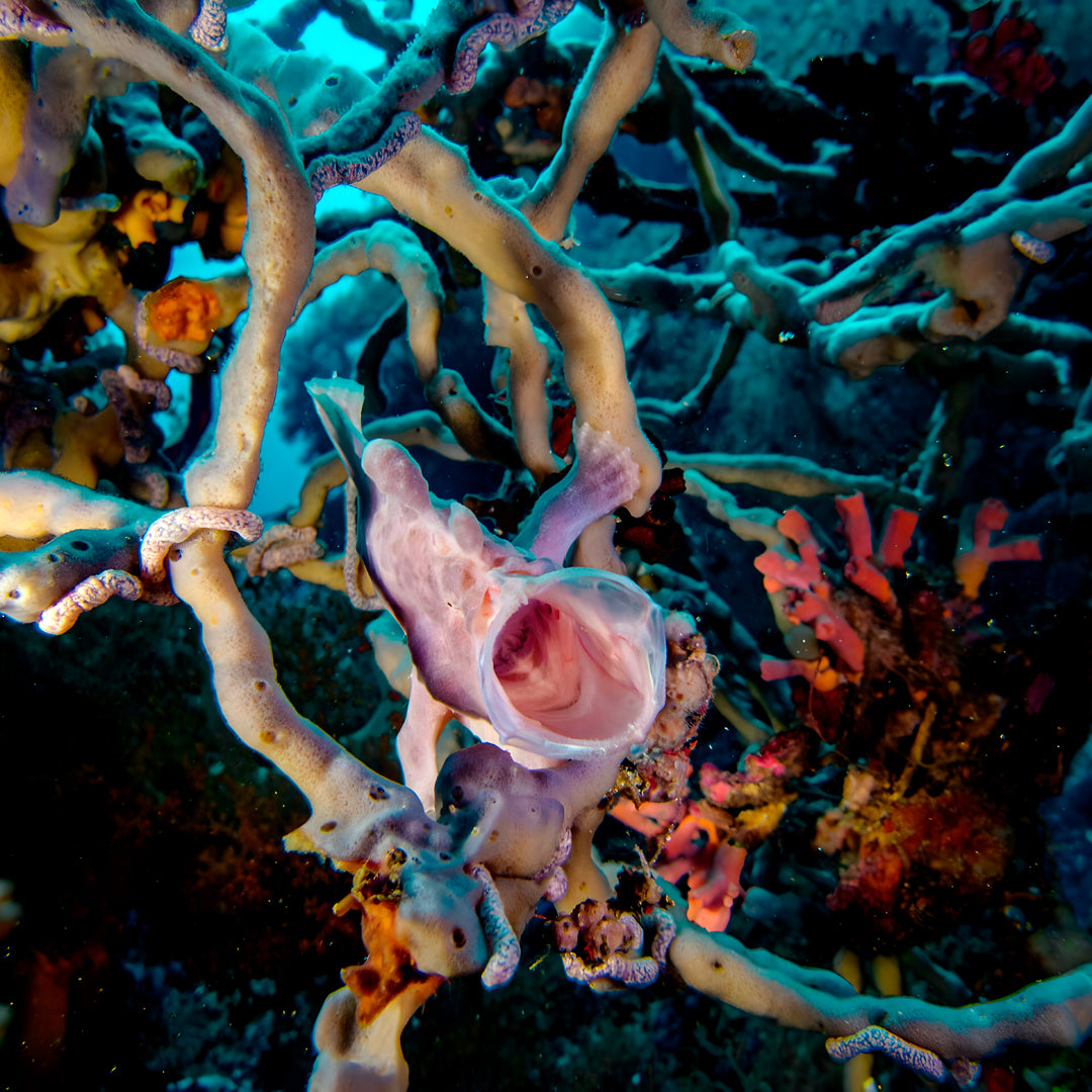 Moalboal Sardine Run Fun Dive