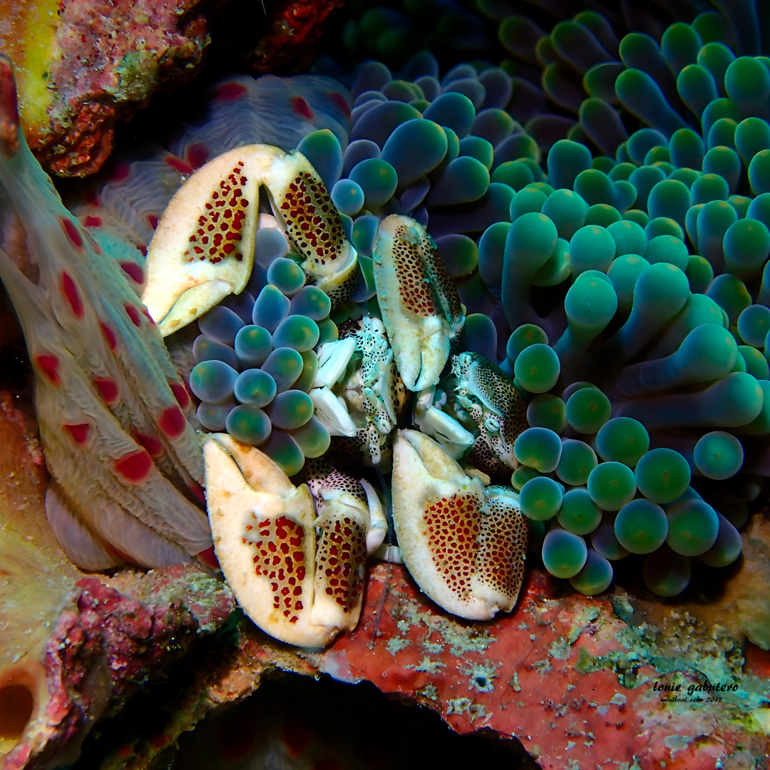 Moalboal Sardine Run Fun Dive