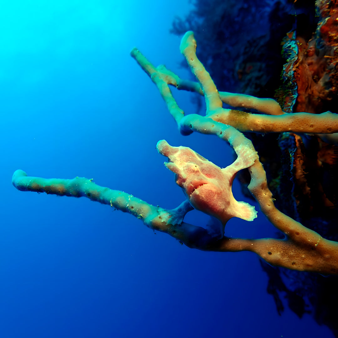 Moalboal Sardine Run Fun Dive