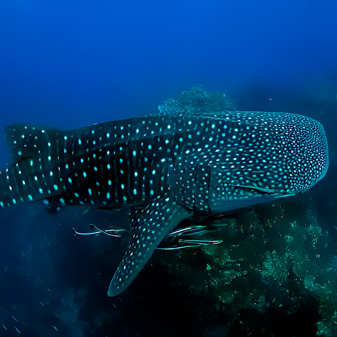 Discover North Andaman Sea Scuba Diving Liveaboard