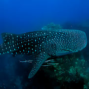 Discover North Andaman Sea Scuba Diving Liveaboard