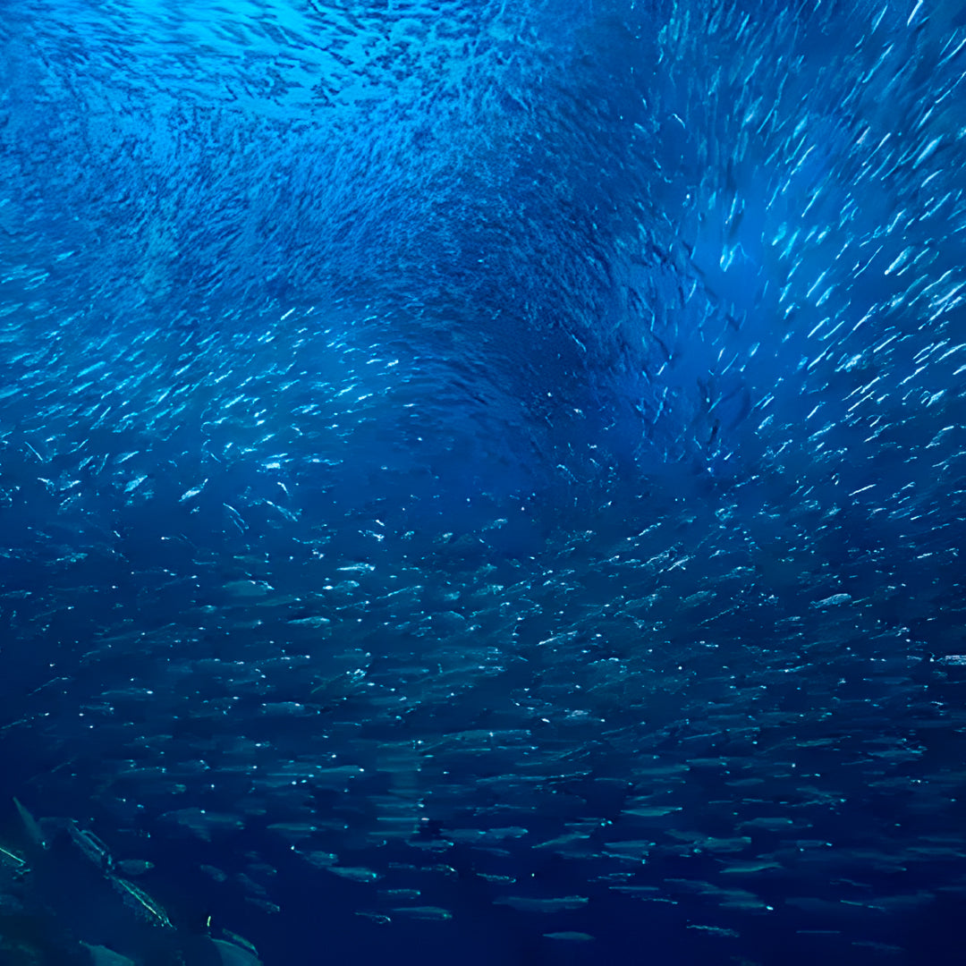 Discover North Andaman Sea Scuba Diving Liveaboard