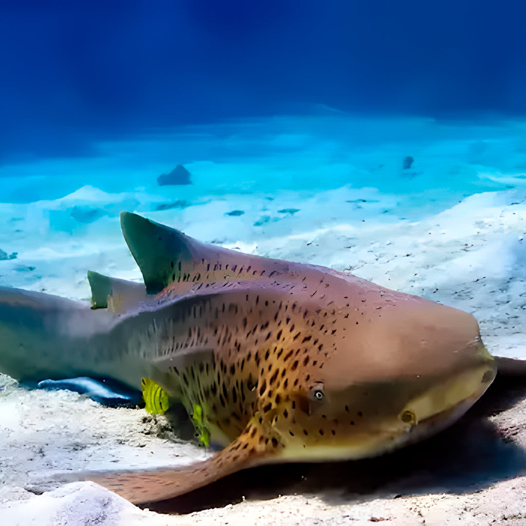 Discover North Andaman Sea Scuba Diving Liveaboard