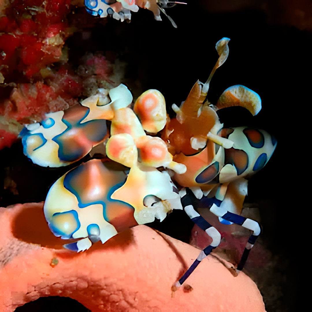 Discover North Andaman Sea Scuba Diving Liveaboard