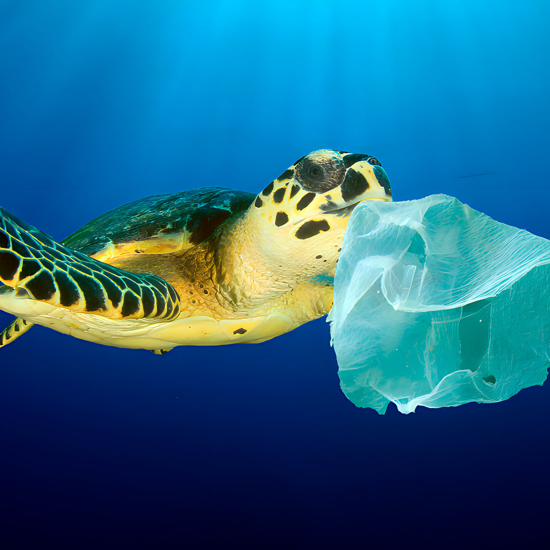 Discover North Andaman Sea Scuba Diving Liveaboard