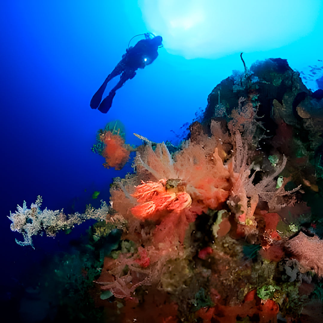 Hin Daeng South Phuket Scuba Diving Liveaboard