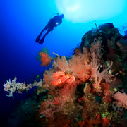 Hin Daeng South Phuket Scuba Diving Liveaboard