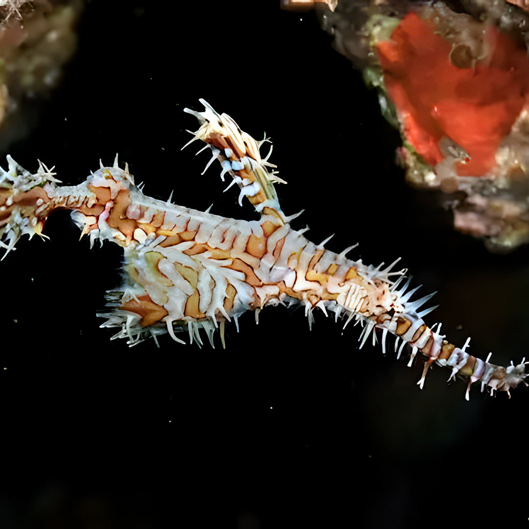 Hin Daeng South Phuket Scuba Diving Liveaboard