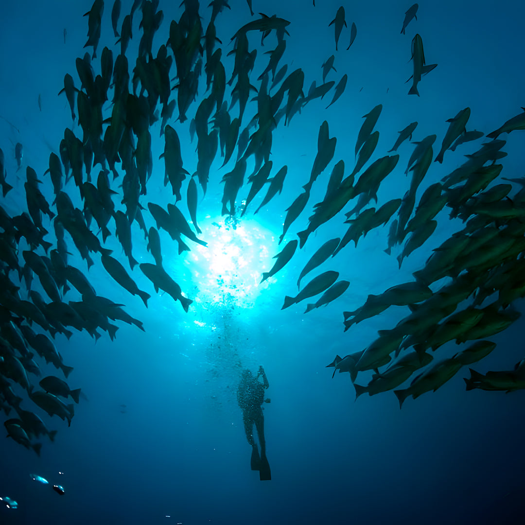 Khao Lak Scuba Diving Refresher Course