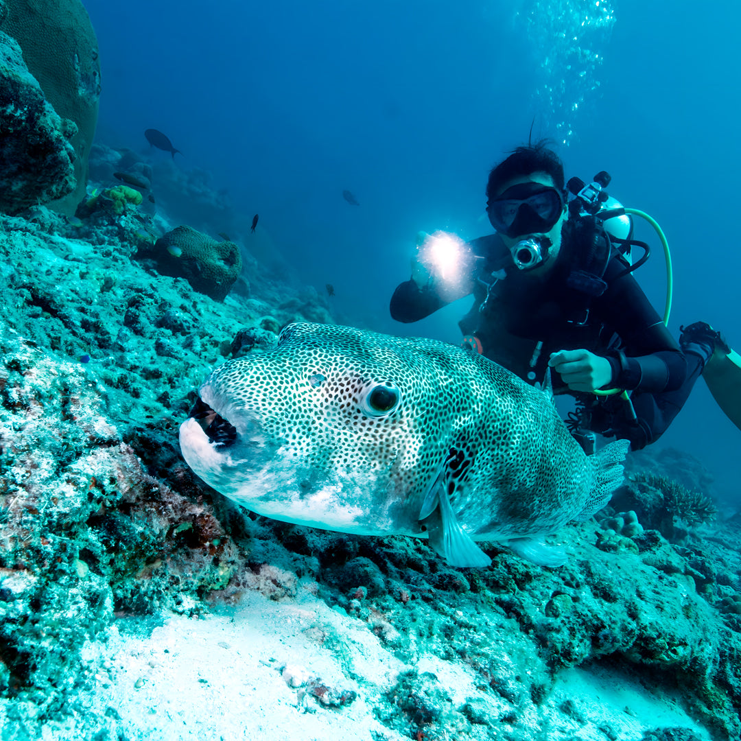 Khao Lak Scuba Diving Refresher Course
