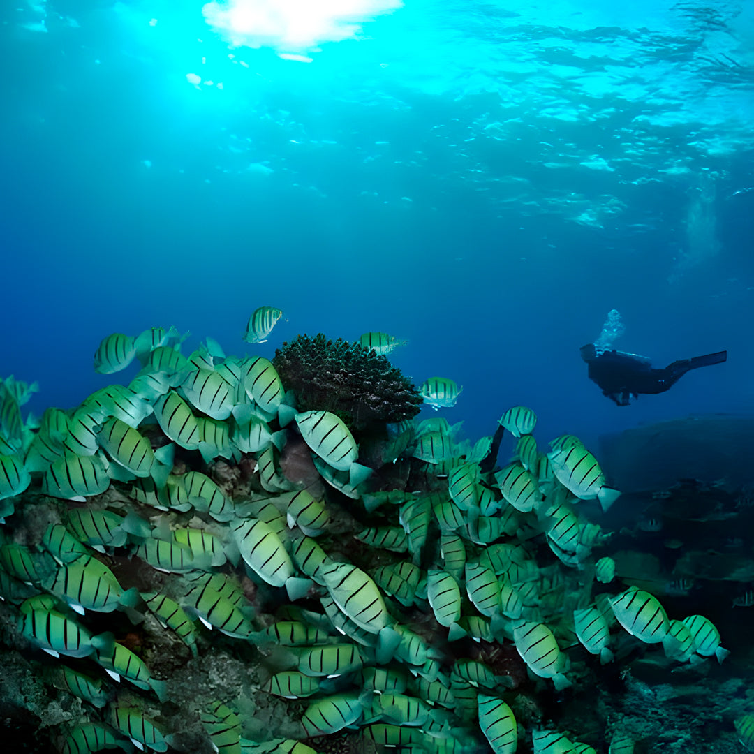 Similan Island to Richelieu Rock Scuba Diving Liveaboard