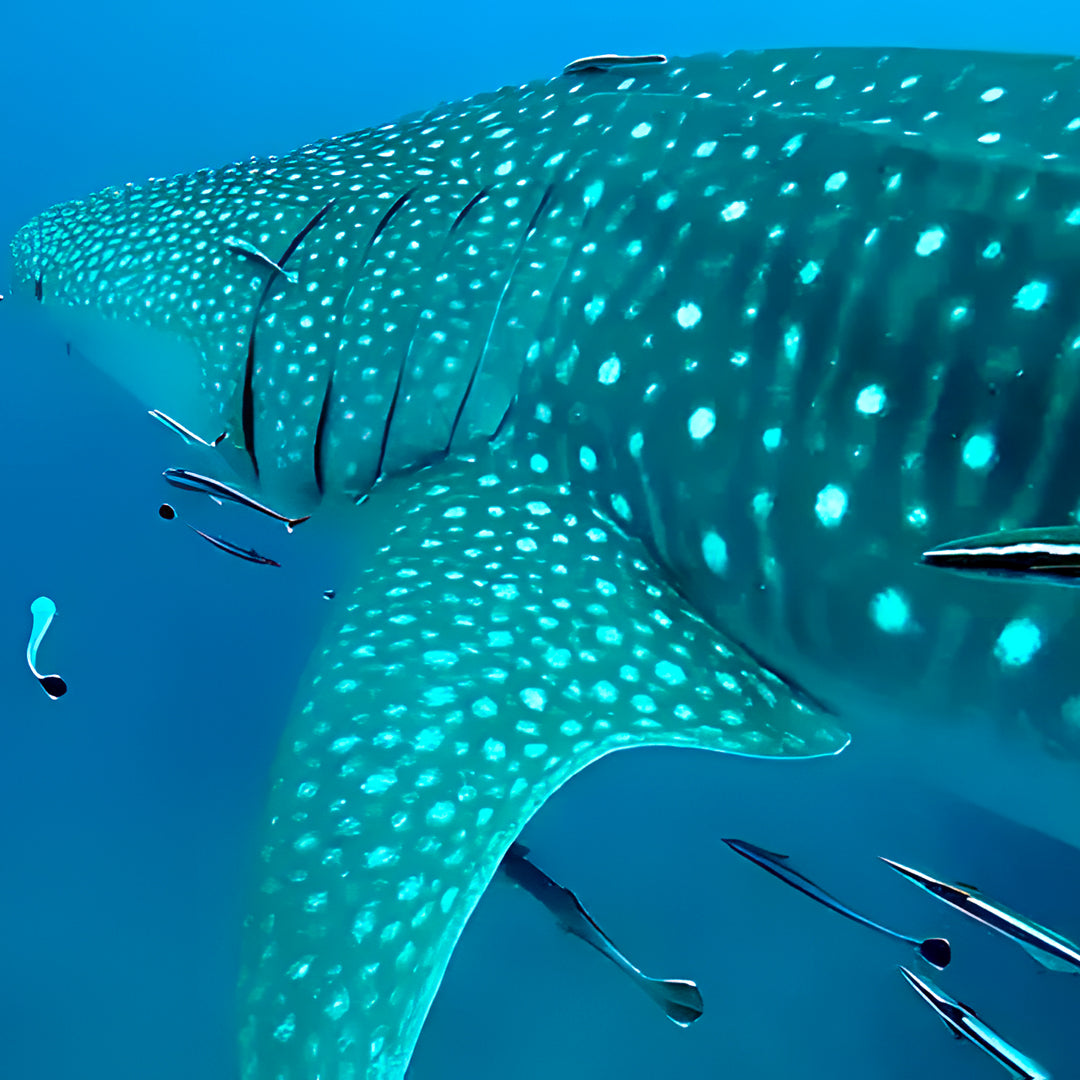 Similan Island to Richelieu Rock Scuba Diving Liveaboard