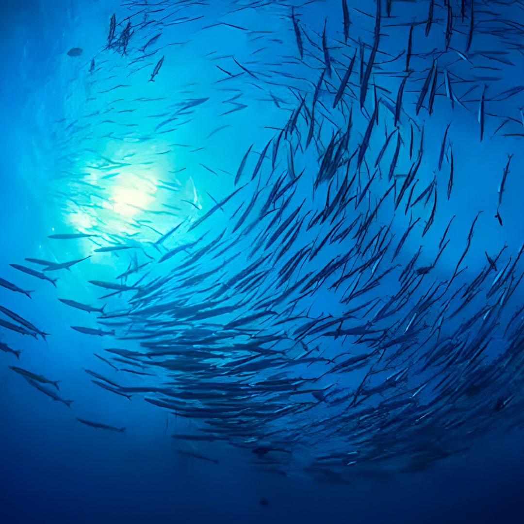 Similan Island to Richelieu Rock Scuba Diving Liveaboard