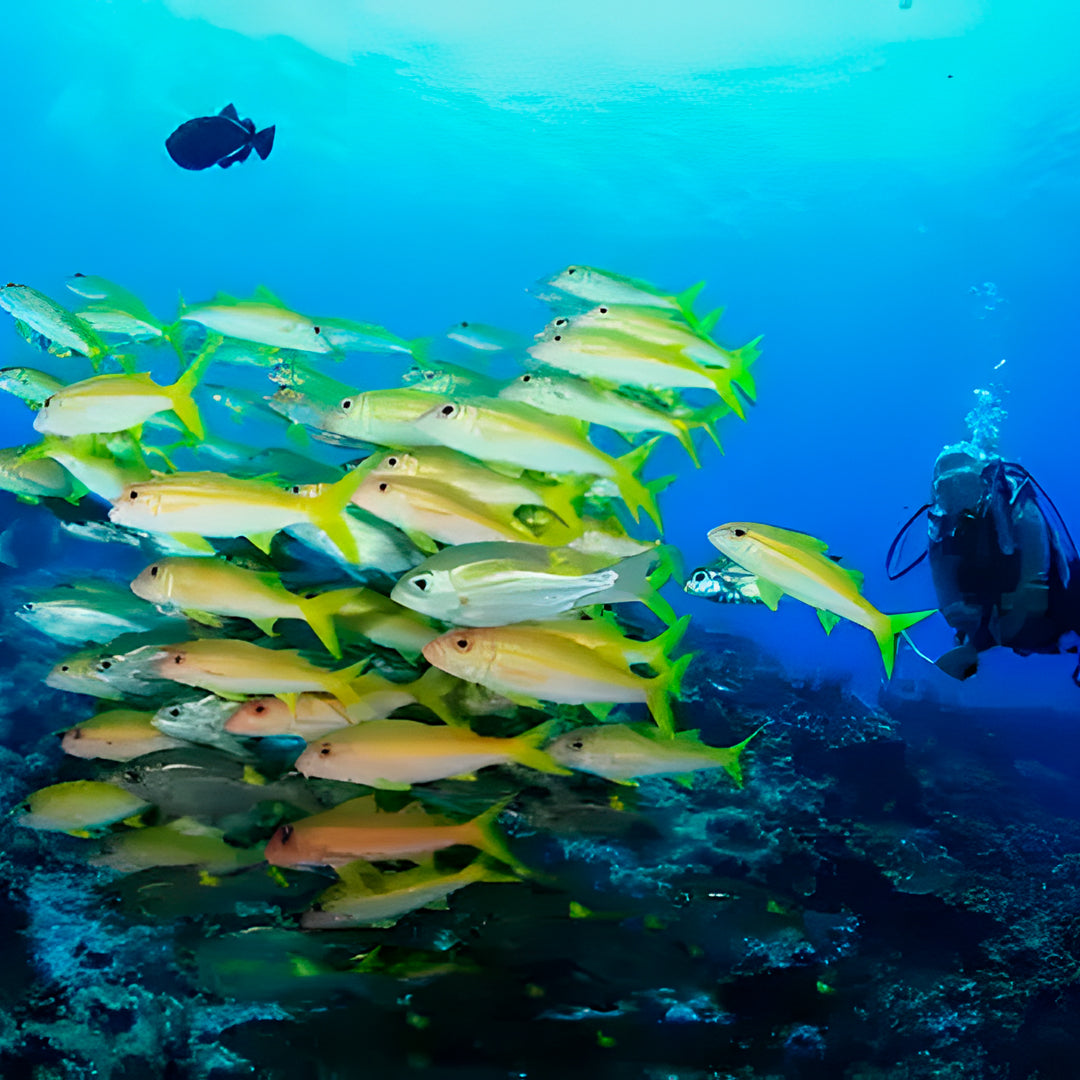 Similan Island to Richelieu Rock Scuba Diving Liveaboard
