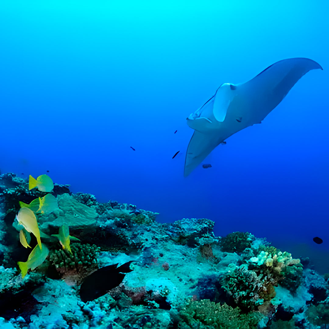 Similan Island to Richelieu Rock Scuba Diving Liveaboard