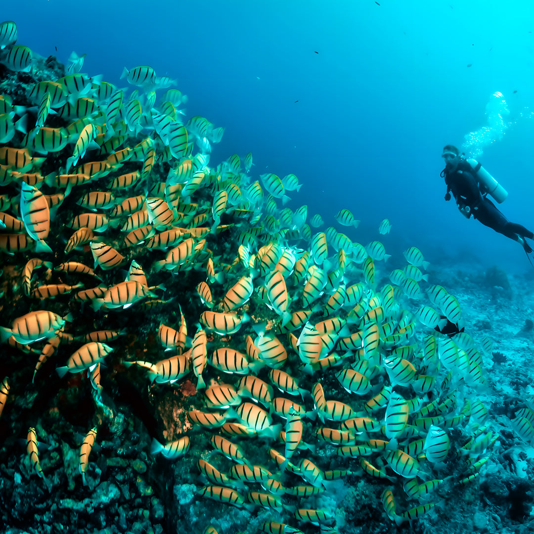 Similan Scuba Diving Nitrox Course