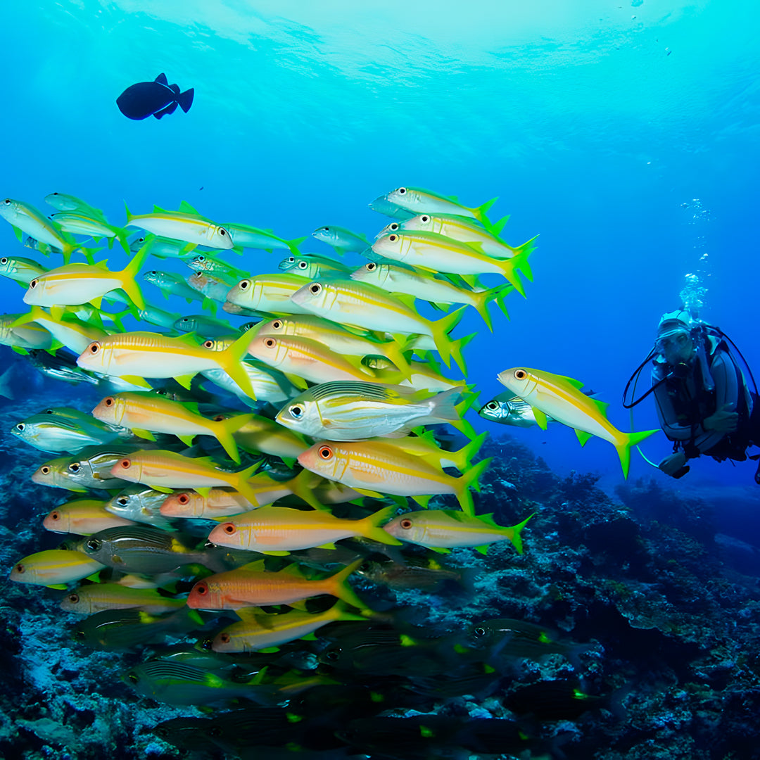 Similan Scuba Diving Nitrox Course