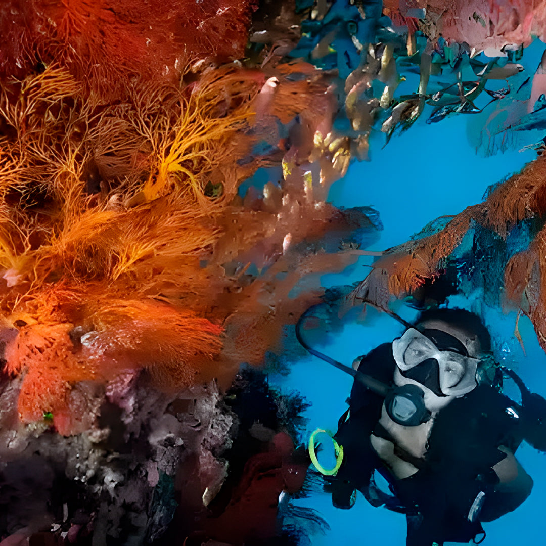 The Best of Thailand Scuba Diving Liveaboard