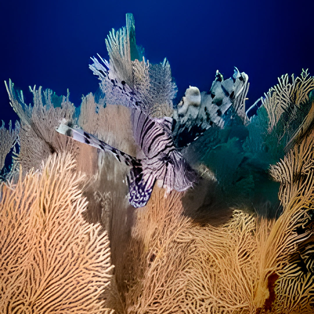 The Best of Thailand Scuba Diving Liveaboard