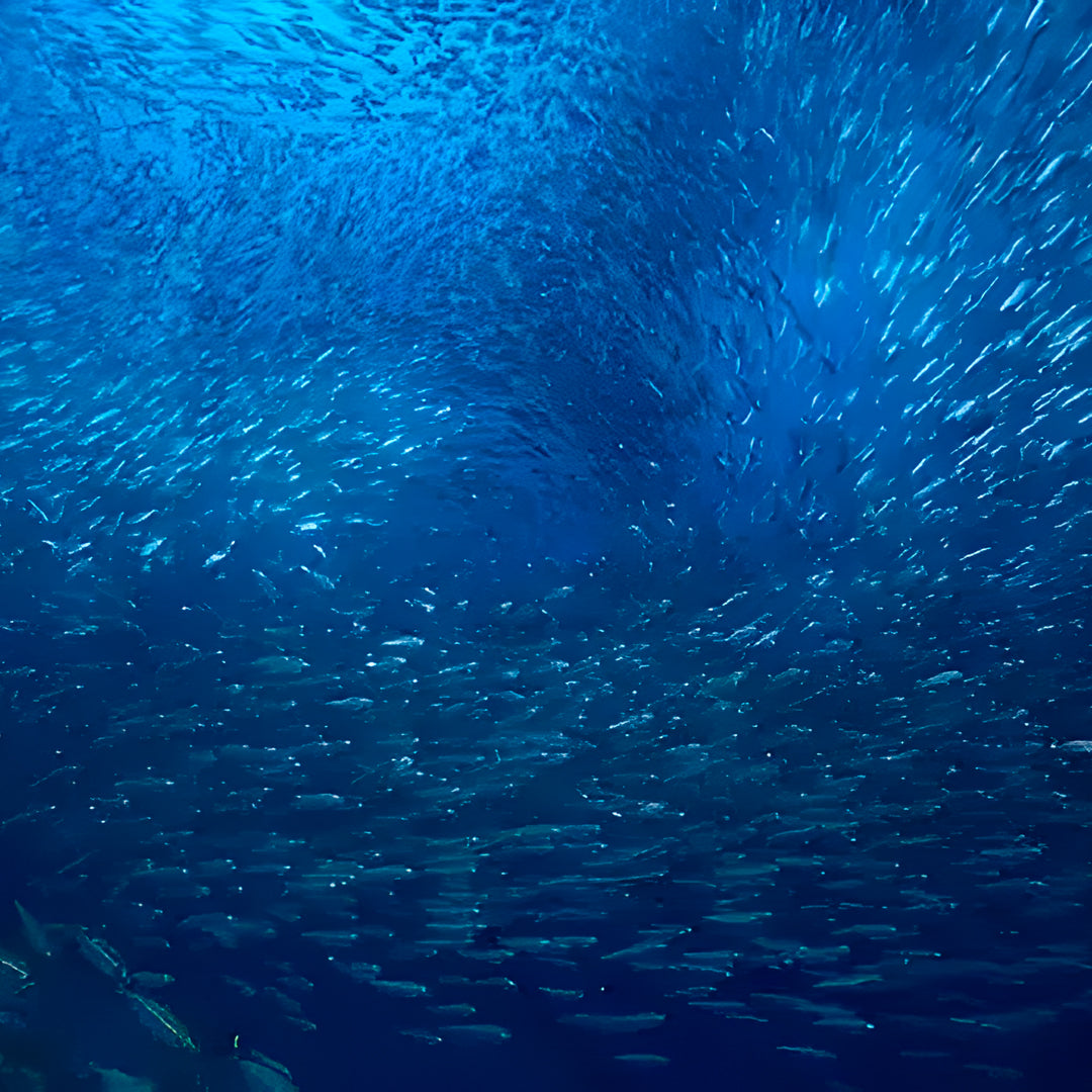 The Best of Thailand Scuba Diving Liveaboard