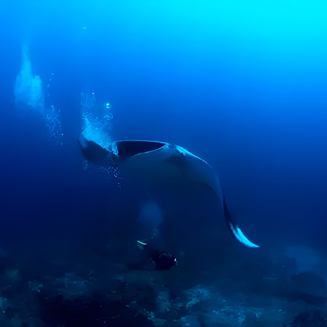 The Best of Thailand Scuba Diving Liveaboard