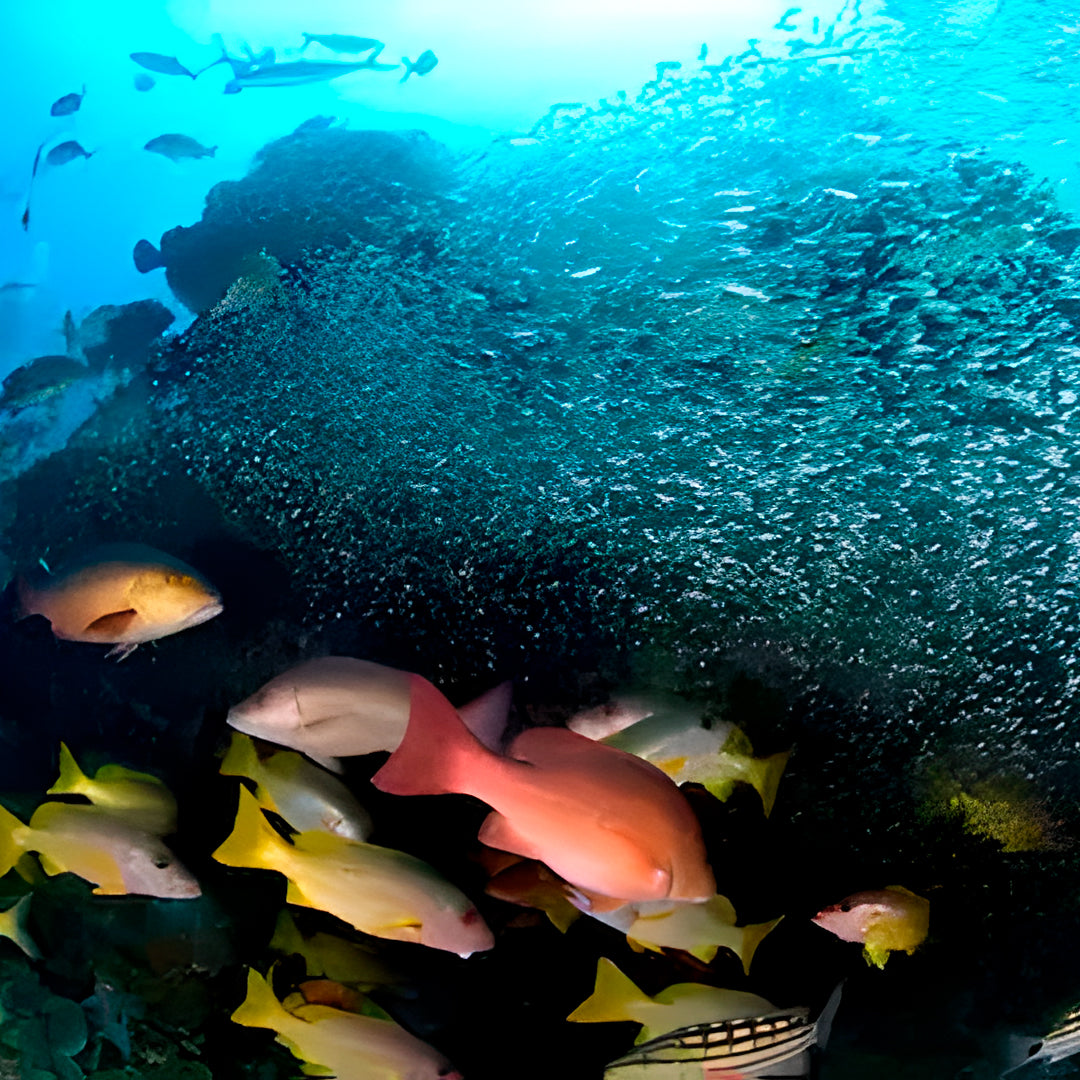 Advanced Open Water Course in Khao Lak
