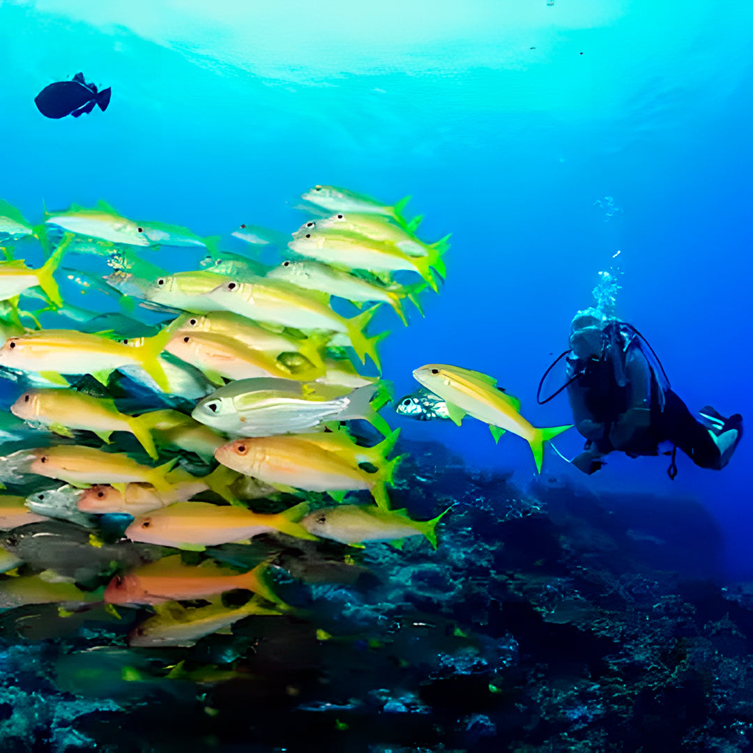 Discover North Andaman Sea Scuba Diving Liveaboard