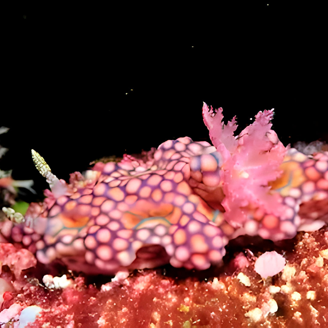 Discover North Andaman Sea Scuba Diving Liveaboard