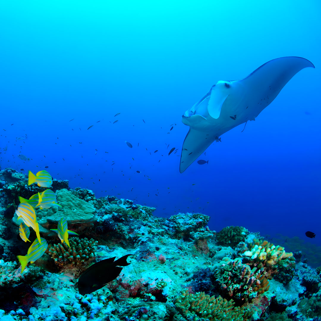 Discover North Andaman Sea Scuba Diving Liveaboard
