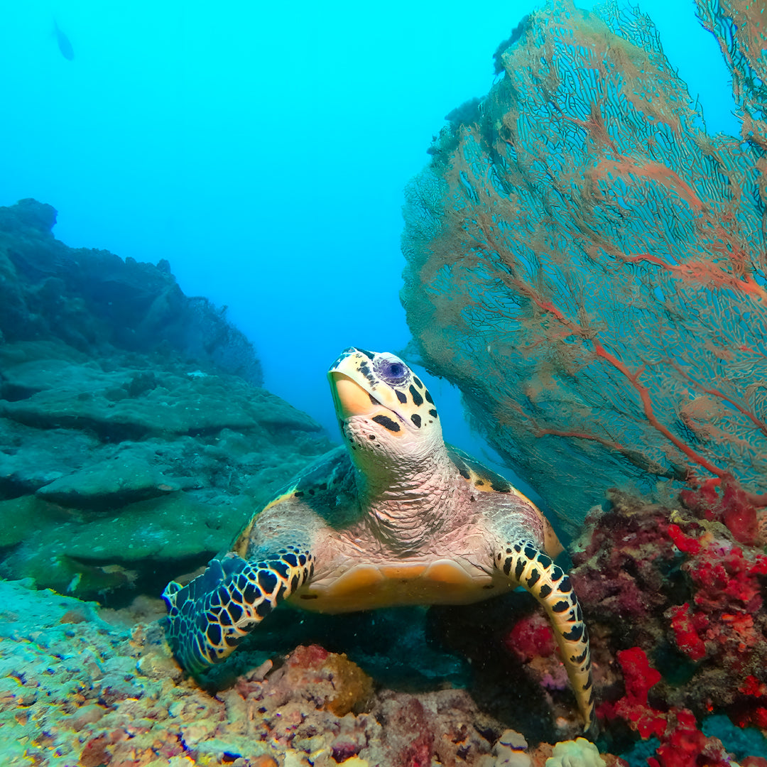 Discover North Andaman Sea Scuba Diving Liveaboard
