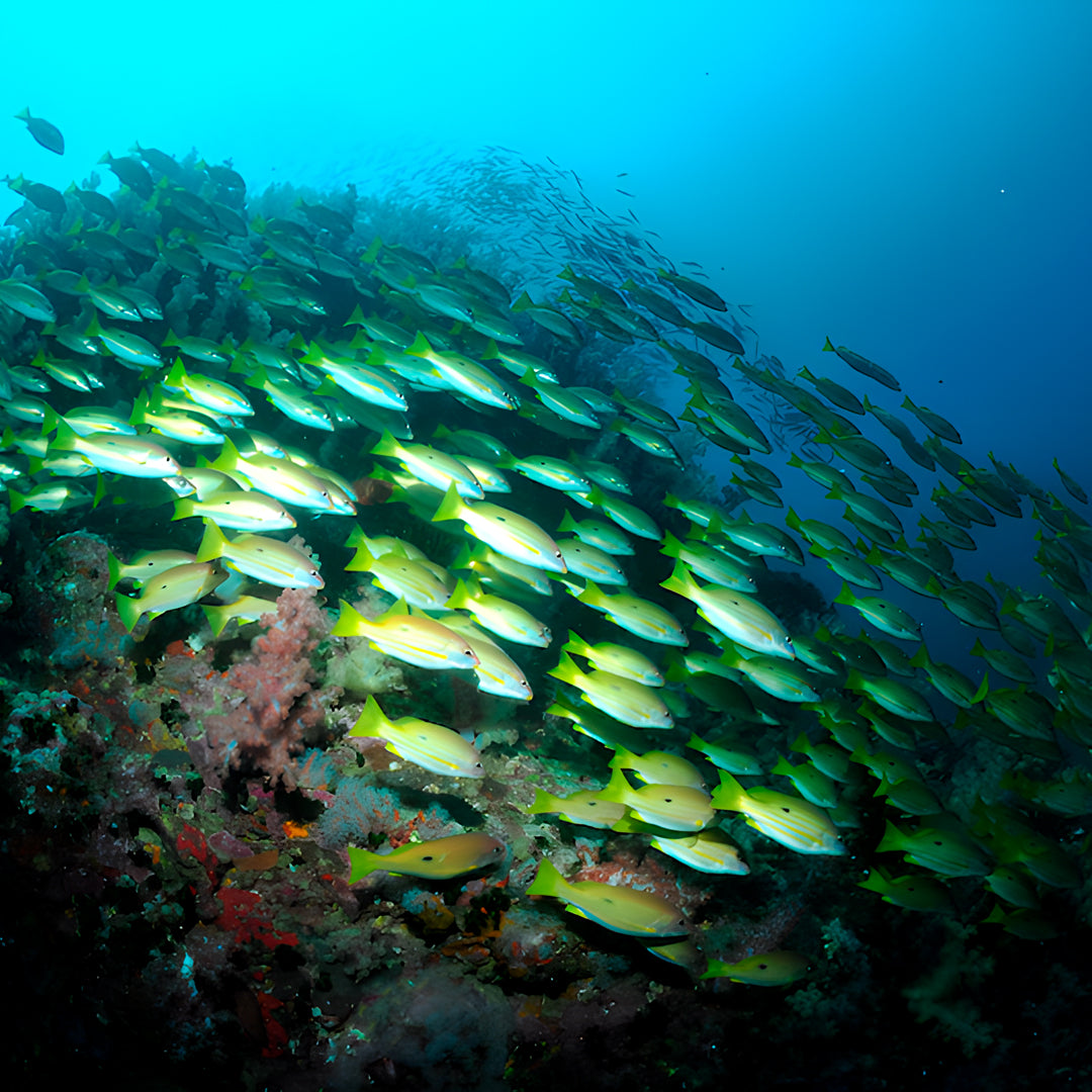 Discover Scuba Diving in Khao Lak