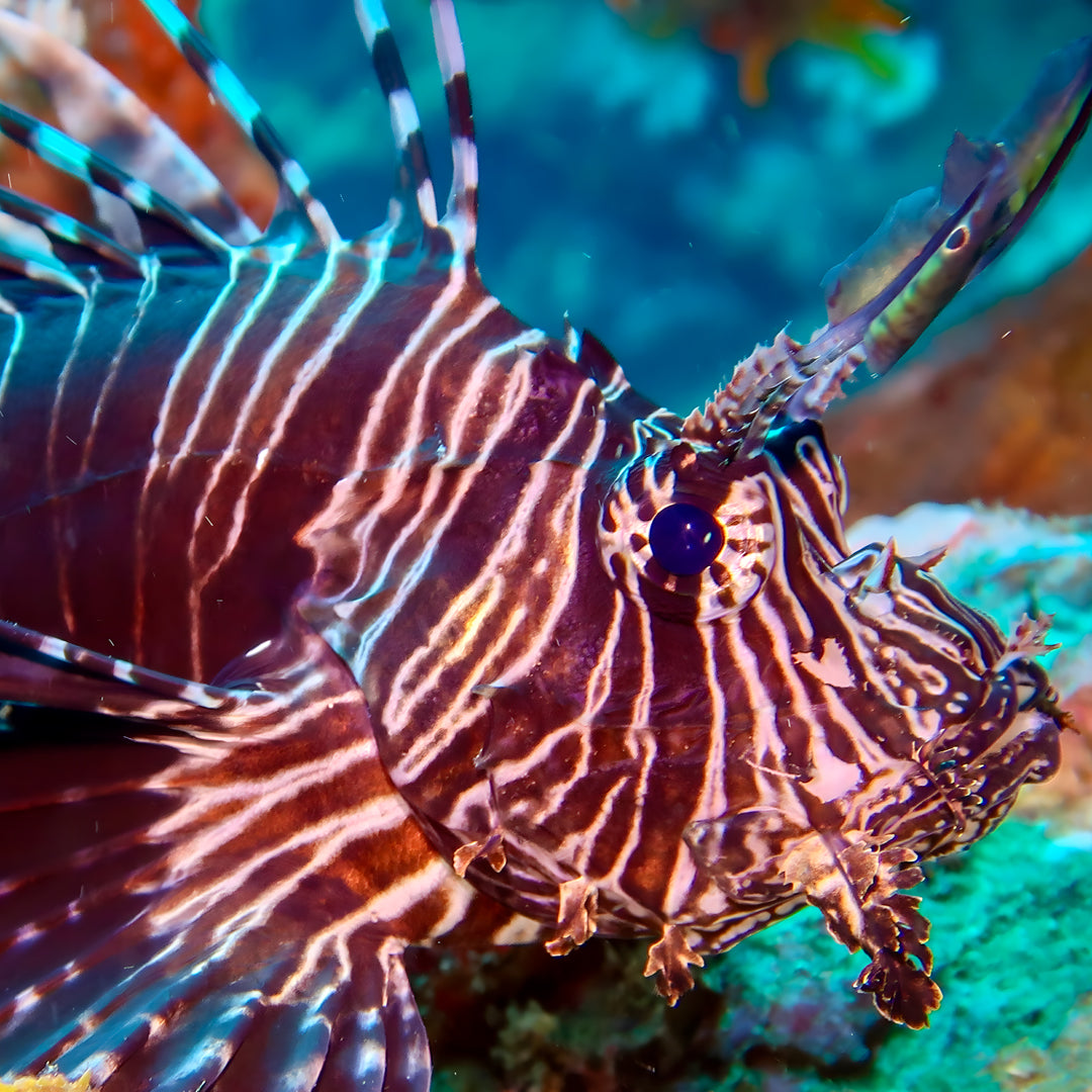 Discover Scuba Diving in Khao Lak